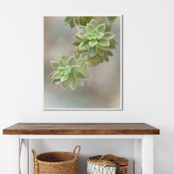 Flourishing Echeveria #2