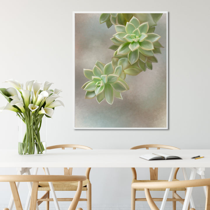 Flourishing Echeveria #2
