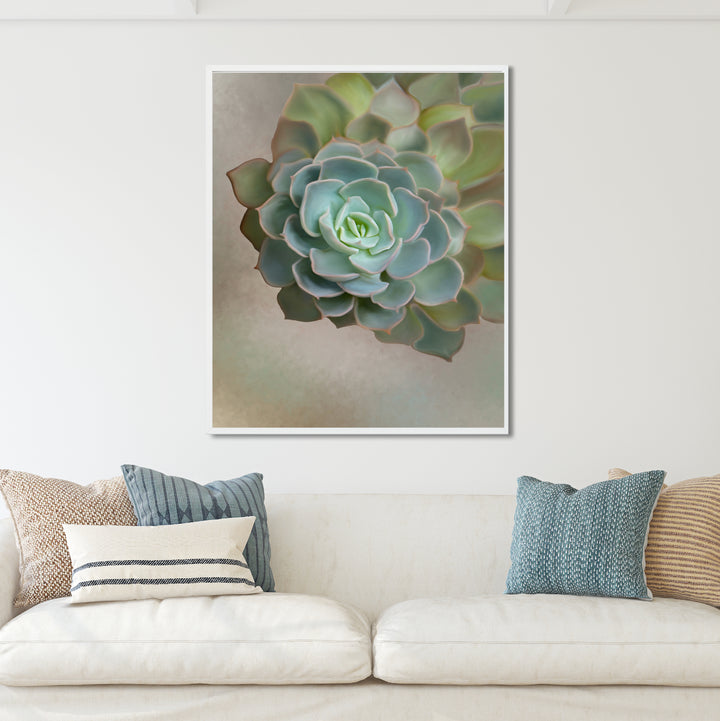 Flourishing Echeveria #3