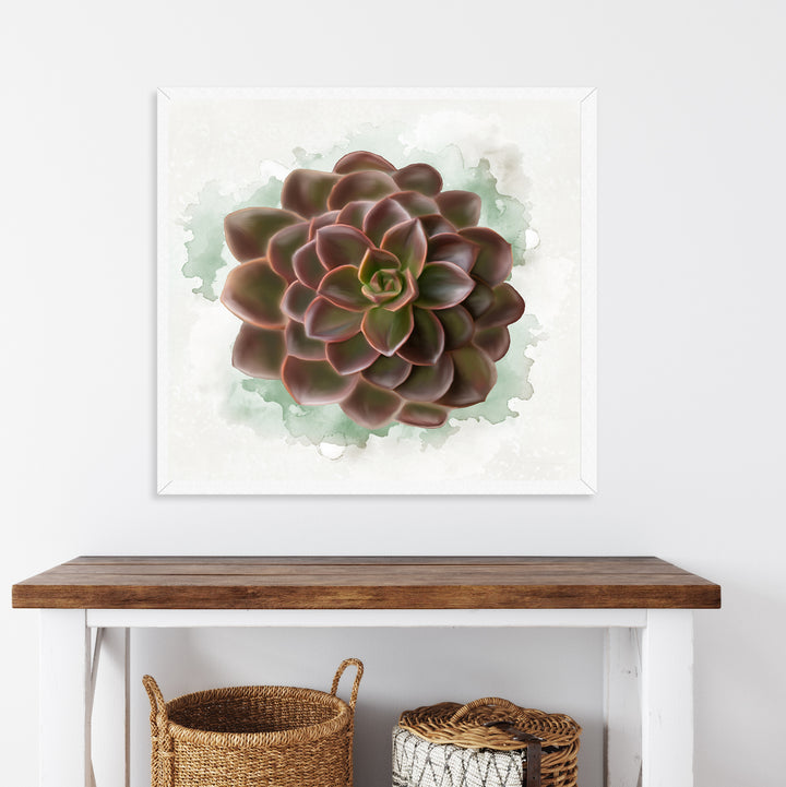 Watercolor Echeveria Chroma
