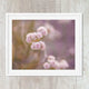 Blush Pink Blooming Mauve Flower - Catch A Star Fine Art