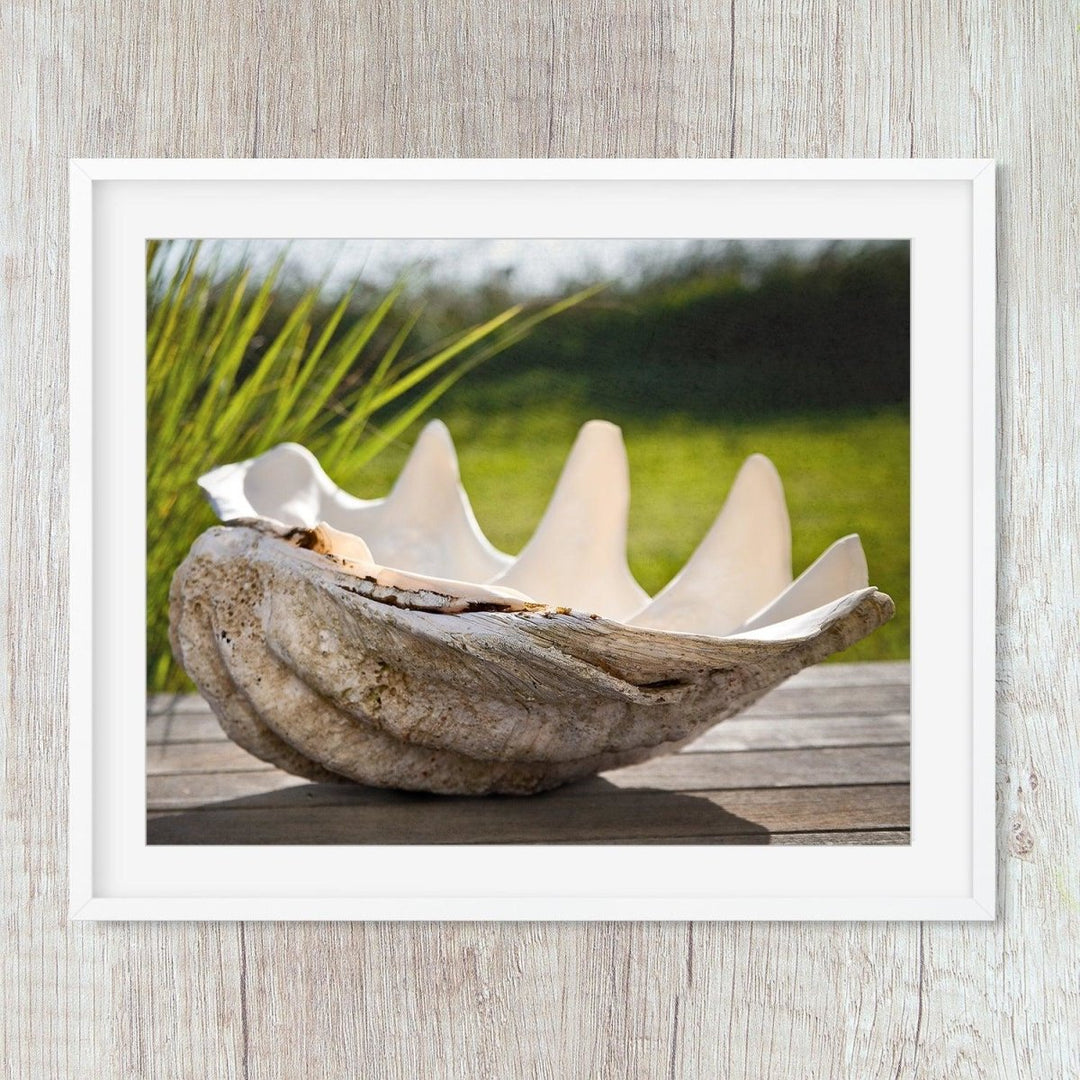Seashells Nautical Beach Coastal Art Print - Catch A Star Fine Art