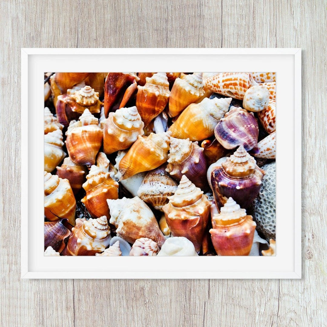 Seashells Nautical Beach Print - Catch A Star Fine Art