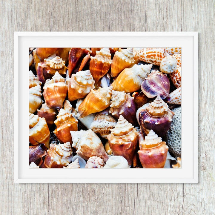 Seashells Nautical Beach Print - Catch A Star Fine Art