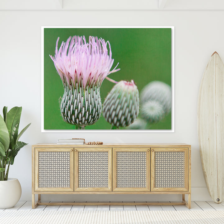 Thistle #11