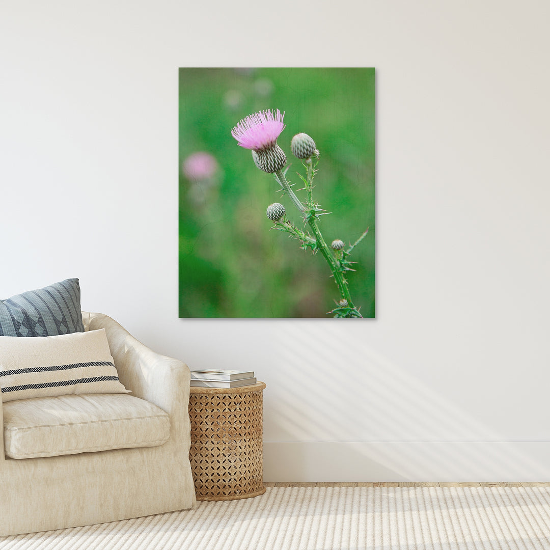 Thistle #12
