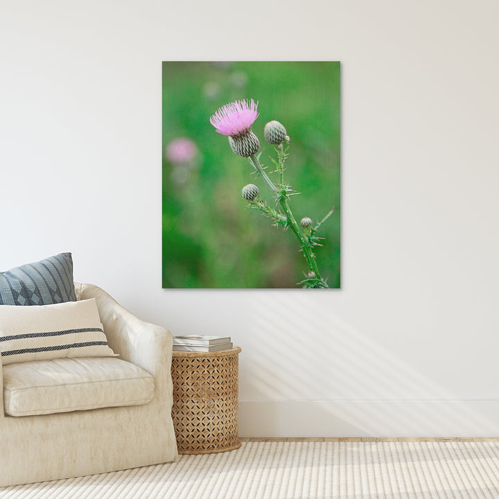 Thistle #12