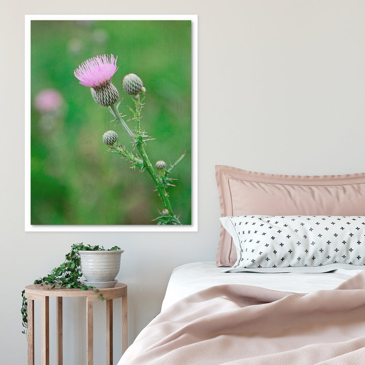 Thistle #12