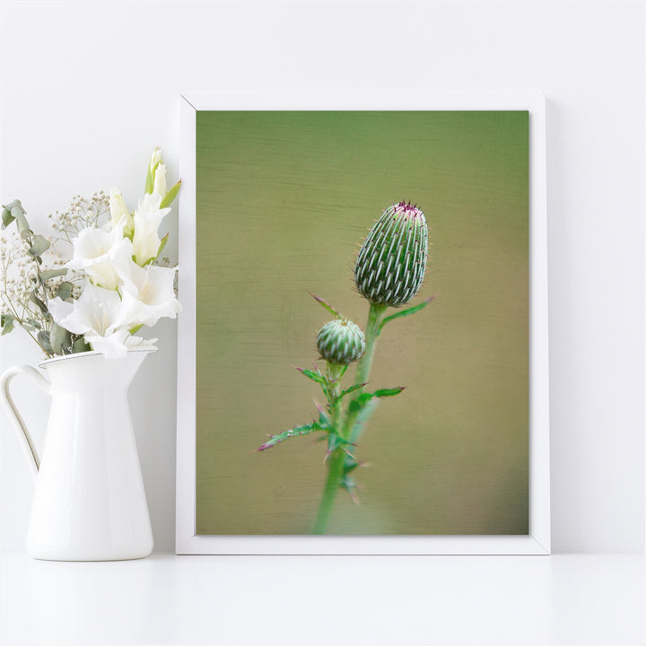 Thistle #3