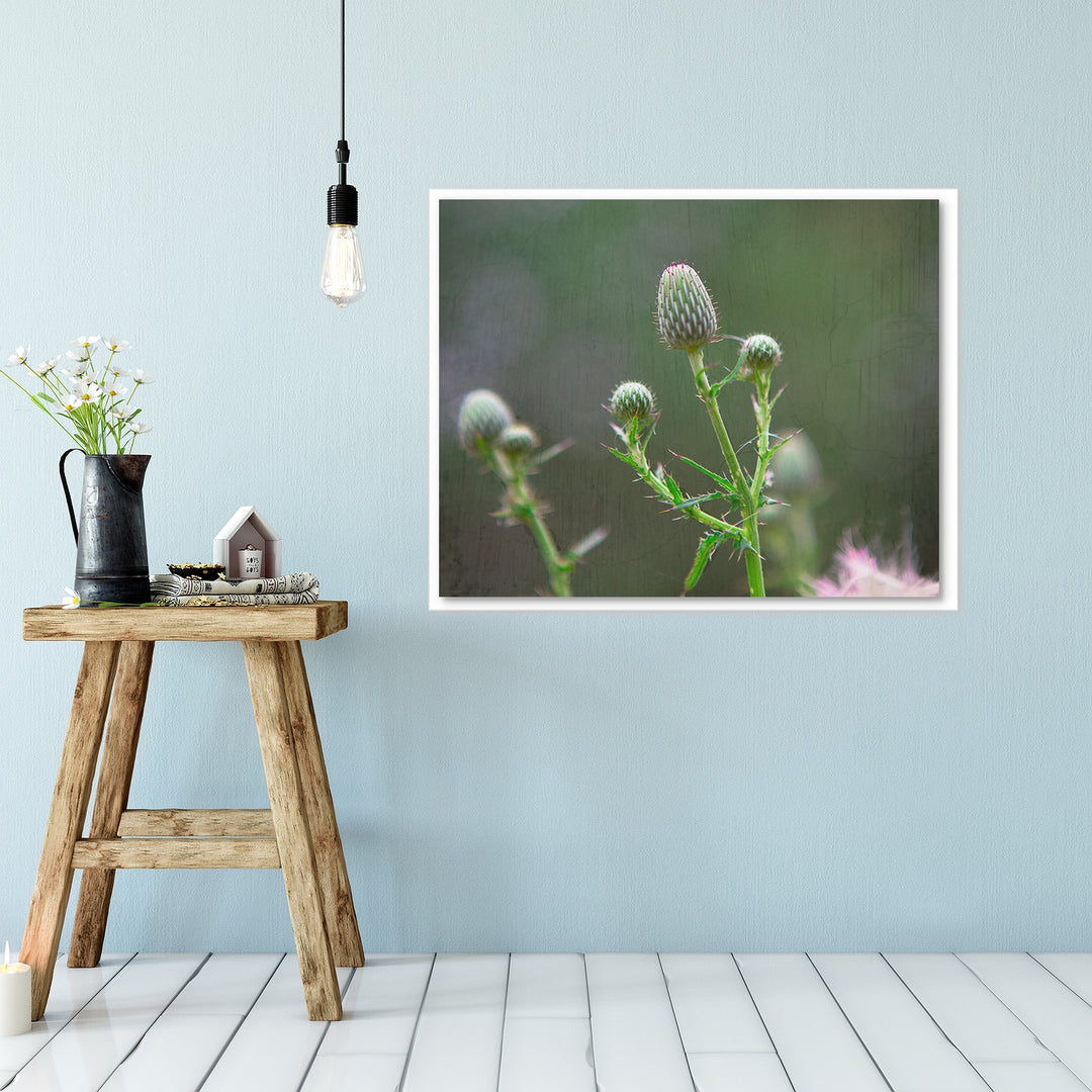 Thistle #4