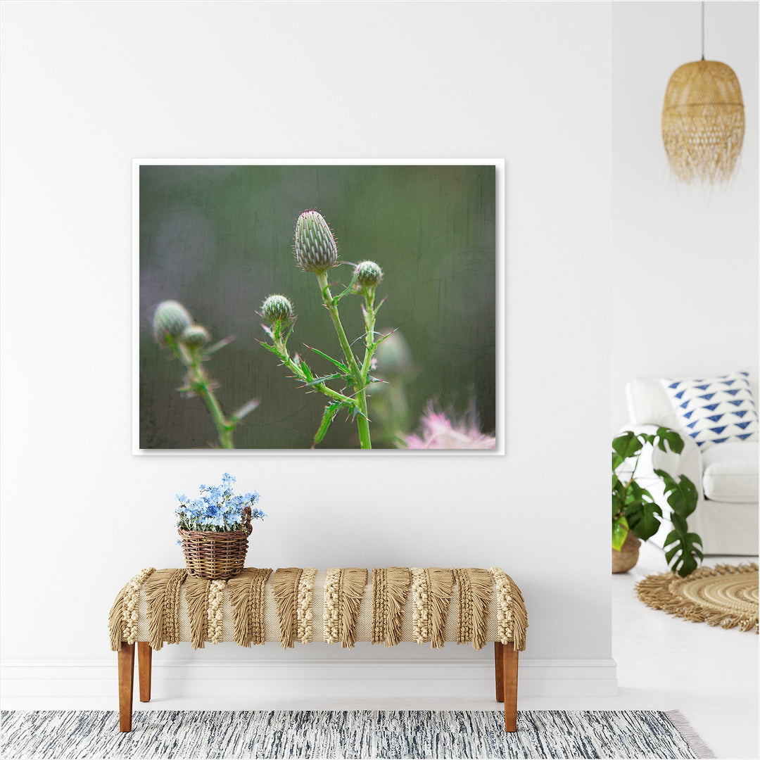 Thistle #4