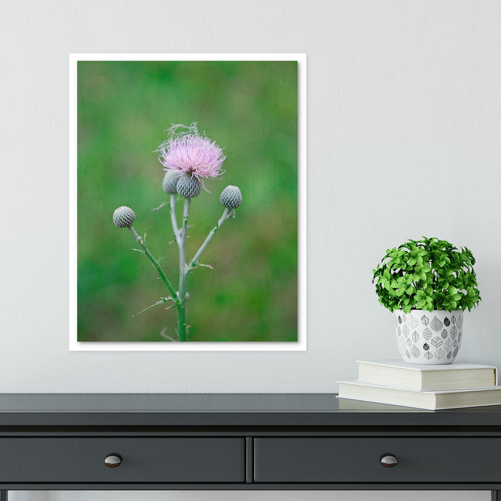 Thistle #6
