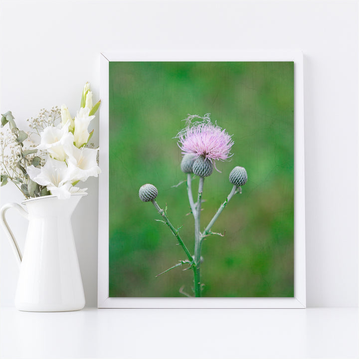 Thistle #6