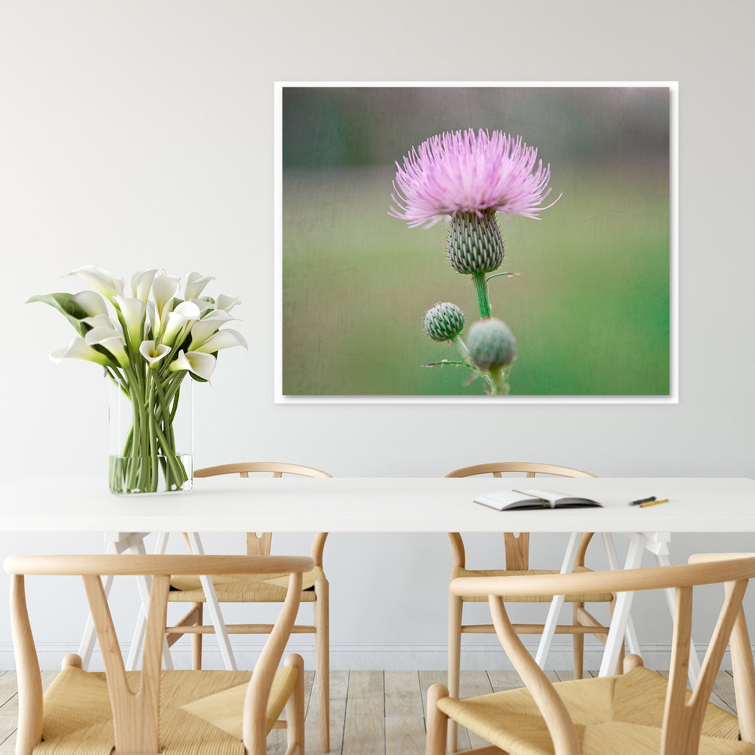 Thistle #7