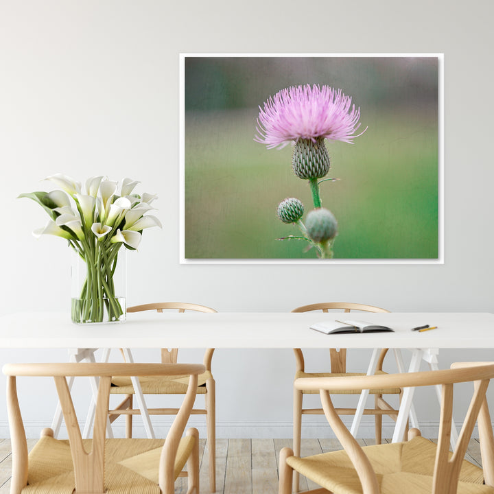 Thistle #7