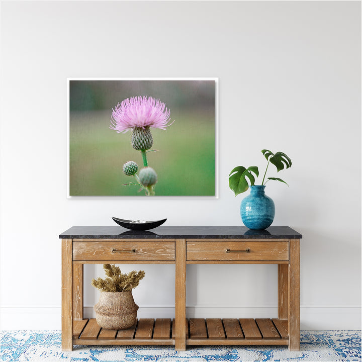 Thistle #7