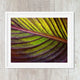 Tropical Leaf Art Print Banana Palm Leaf - Catch A Star Fine Art