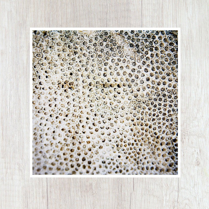 5x5 Abstract Coral Print - Catch A Star Fine Art
