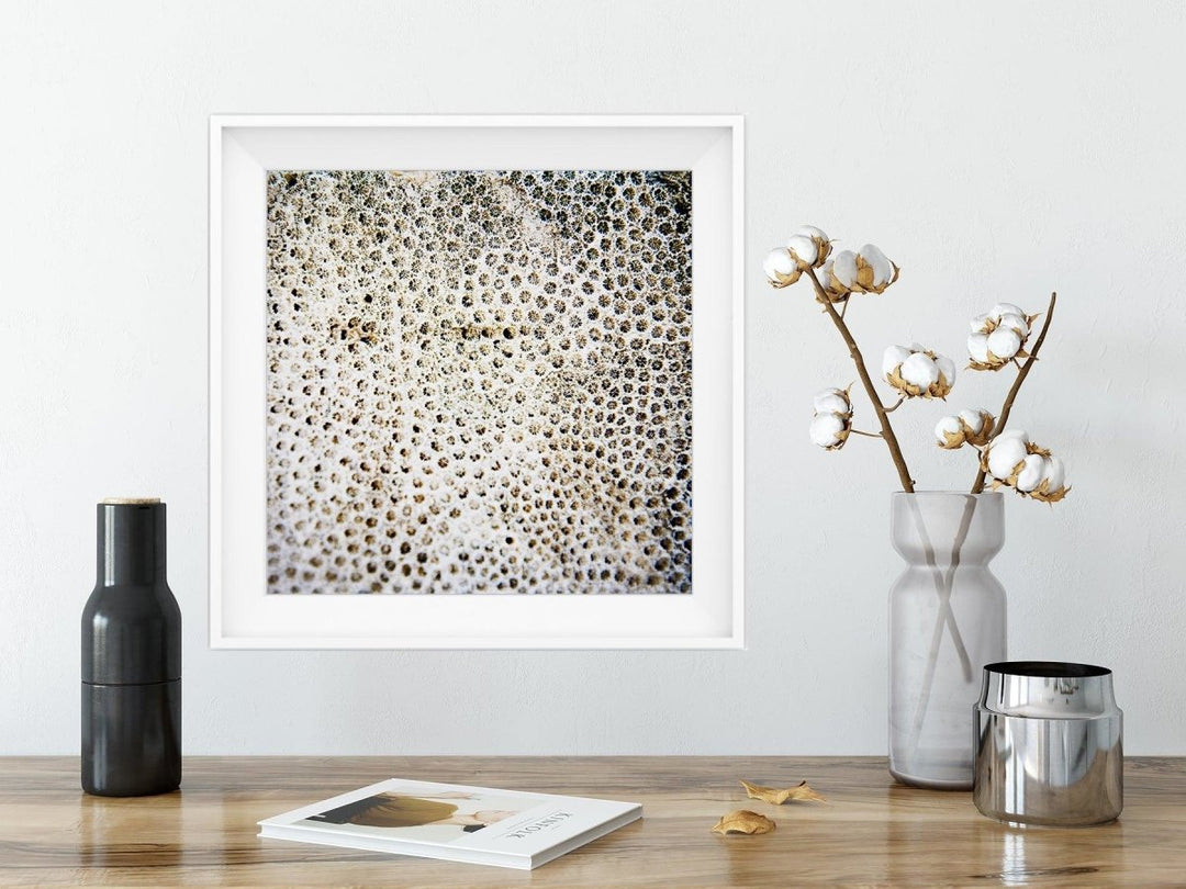 5x5 Abstract Coral Print - Catch A Star Fine Art