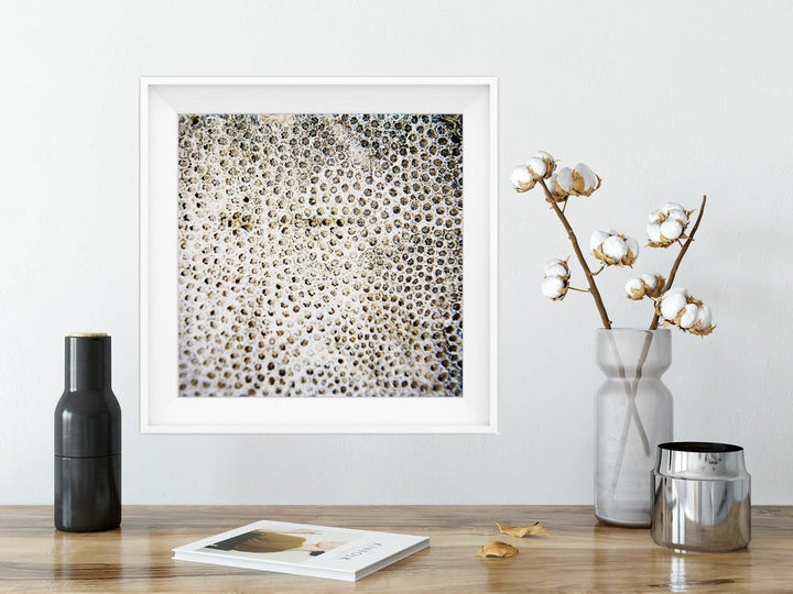 5x5 Abstract Coral Print - Catch A Star Fine Art