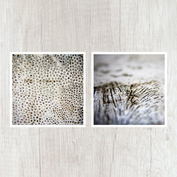 Set of 2 5x5 Abstract Coral Prints - Catch A Star Fine Art