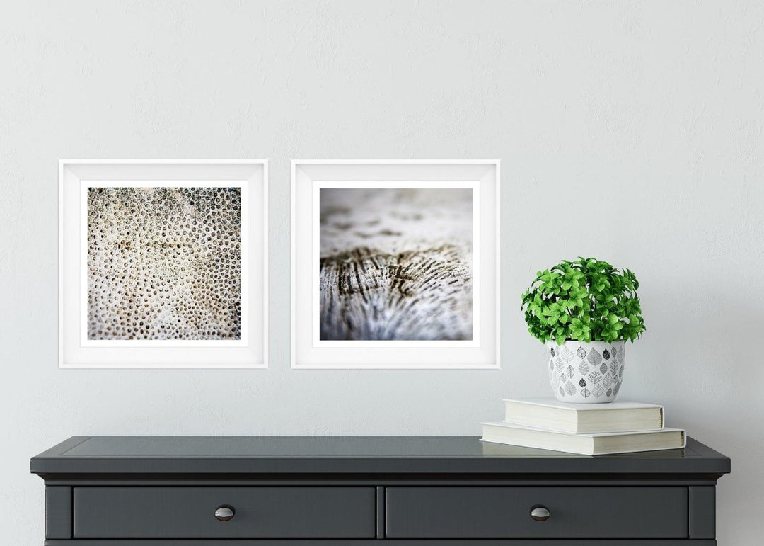 Set of 2 5x5 Abstract Coral Prints - Catch A Star Fine Art