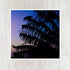 5x5 Palm Sunset Art Print