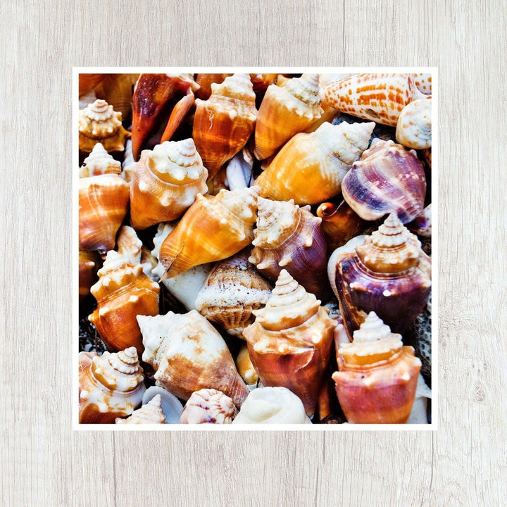 5x5 Seashells Beach Art Print - Catch A Star Fine Art
