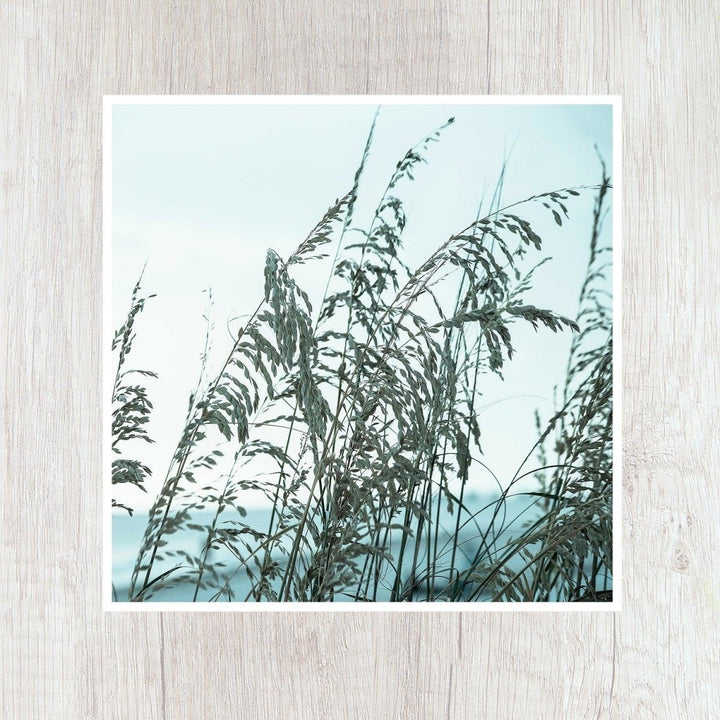 5x5 Teal Sea Oats Print - Catch A Star Fine Art