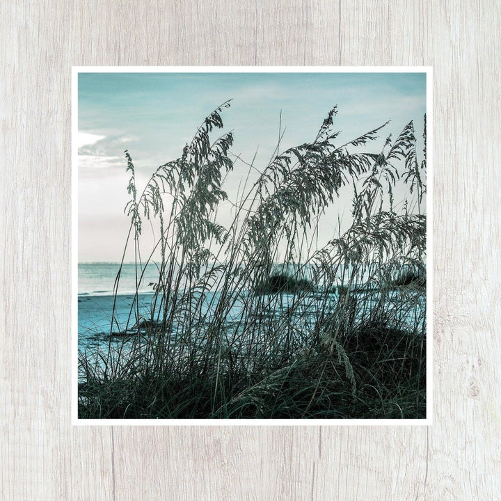 5x5 Teal Sea Oats Print - Catch A Star Fine Art