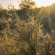 Desert Sunset Botanical Southwest Cactus Photo - Catch A Star Fine Art