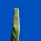 Saguaro Desert Cactus Southwest Print #3 - Catch A Star Fine Art
