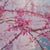 close up of pink cherry tree blossoms and twigs with sky in background