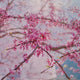 close up of pink cherry tree blossoms and twigs with sky in background