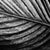 black and white  textured close up detailed macro abstract of a tropical banana palm leaf