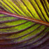Tropical Banana Palm Leaf 1