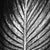 black and white  textured close up detailed macro abstract of a tropical banana palm leaf