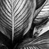 Tropical Banana Palm Leaf 3 - BW