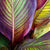 close up detailed macro abstract  of a colorful tropical banana palm leaf, with tones of red, green, magenta, and yellow
