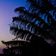Tropical Sunset Purple Palm Frond Silhouette