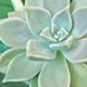 Close up of green succulent botanical cactus, plant photography available in canvas or art prints