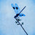 silhouette of a dragonfly insect on a small branch with textured blue background