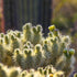 Cactus Wall Art Desert Botanical Landscape Photo