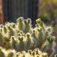 Cactus Wall Art Desert Botanical Landscape Photo - Catch A Star Fine Art