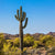 Saguaro Cactus Desert Landscape Print