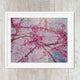 Cherry Blossom Pink Botanical Close Up Art Print - Catch A Star Fine Art