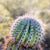 Green Cactus Botanical Cacti Art Print - Catch A Star Fine Art