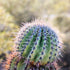 Green Cactus Botanical Cacti Art Print