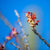 Red Desert Cactus Bloom