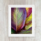 close up detailed macro abstract  of a colorful tropical banana palm leaf, with tones of red, green, magenta, and yellow